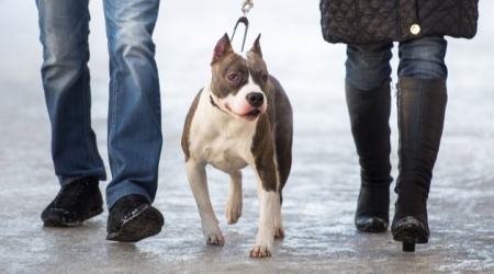 HMRC Crackdown Brings in £5 Million from Black Market Dog Breeders