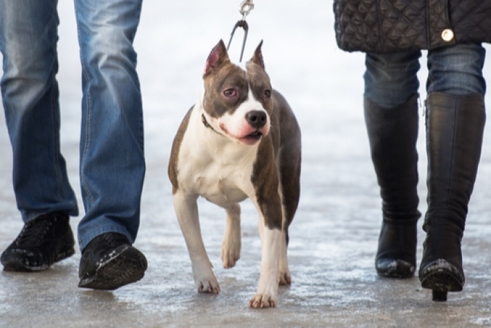 HMRC Crackdown Brings in £5 Million from Black Market Dog Breeders